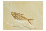 Detailed Fossil Fish (Diplomystus) - Wyoming #318582-1